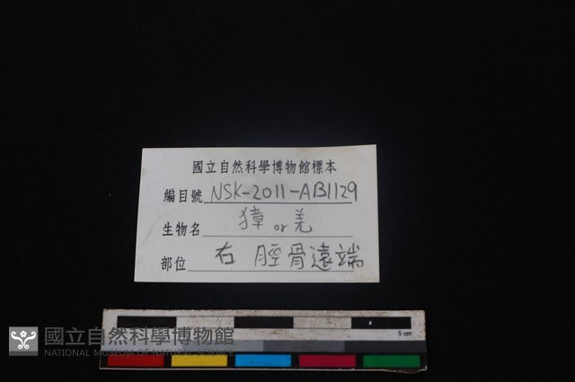 鹿科骨藏品圖，第3張