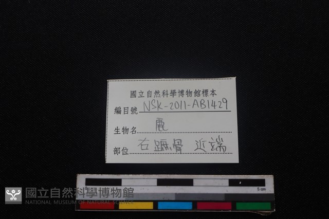 梅花鹿骨藏品圖，第3張