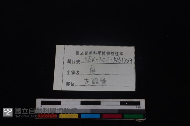 梅花鹿骨藏品圖，第3張