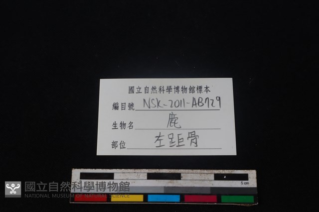 梅花鹿骨藏品圖，第3張