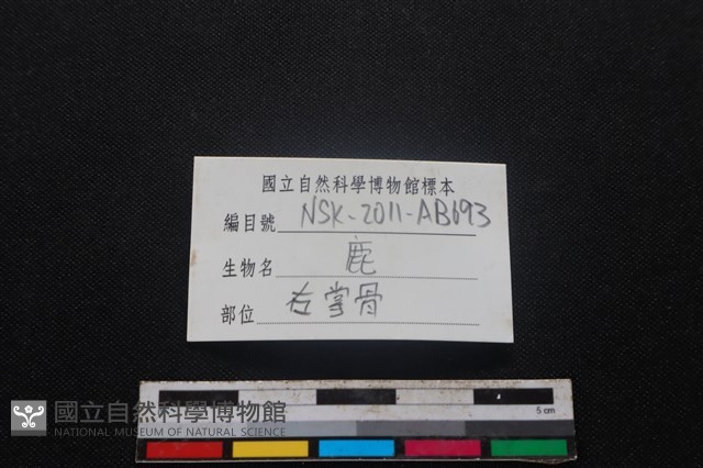 梅花鹿骨藏品圖，第3張
