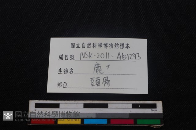 梅花鹿骨藏品圖，第3張