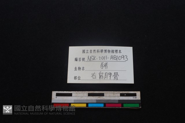 豬骨藏品圖，第3張