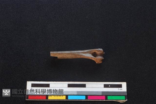野兔骨藏品圖，第3張