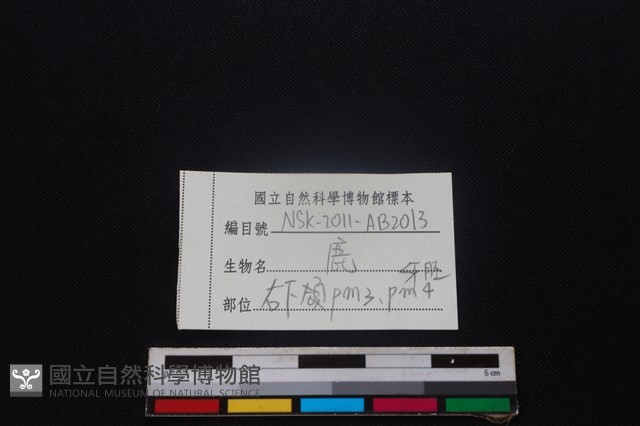 梅花鹿骨藏品圖，第3張