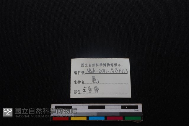 梅花鹿骨藏品圖，第3張