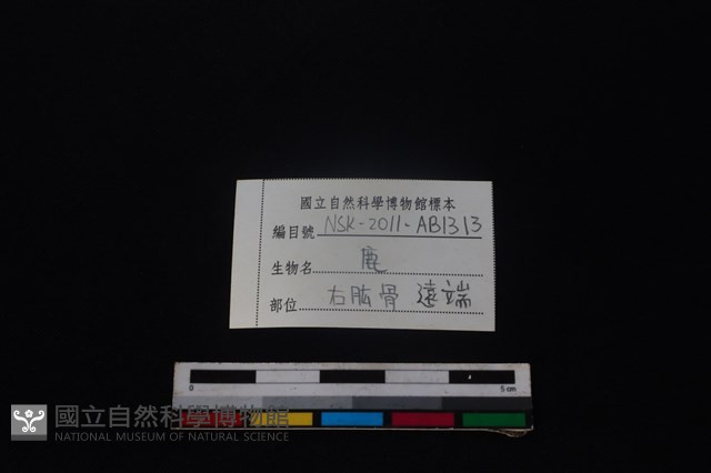 梅花鹿骨藏品圖，第3張