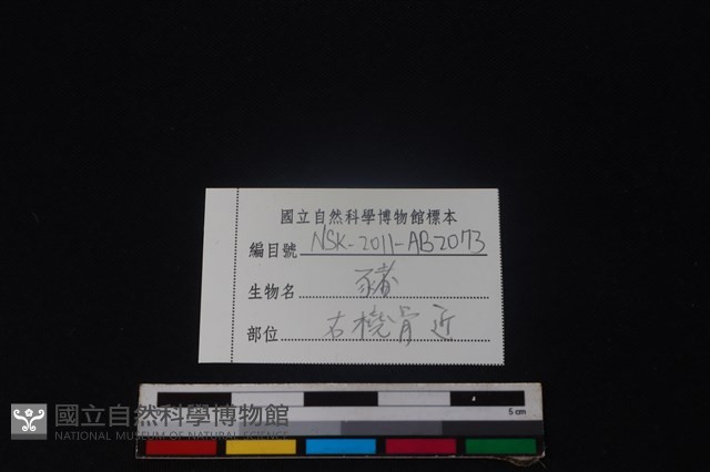豬骨藏品圖，第3張