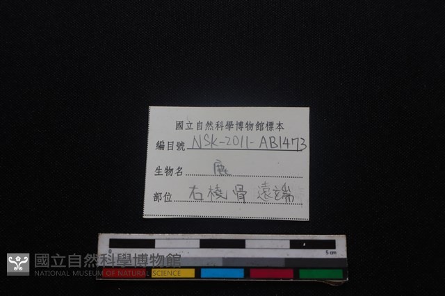 梅花鹿骨藏品圖，第3張