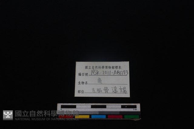 梅花鹿骨藏品圖，第3張