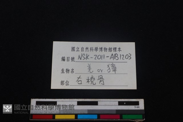 鹿科骨藏品圖，第3張