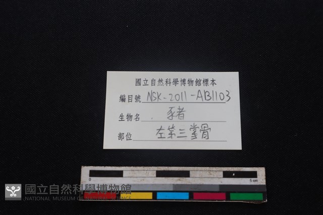 豬骨藏品圖，第3張