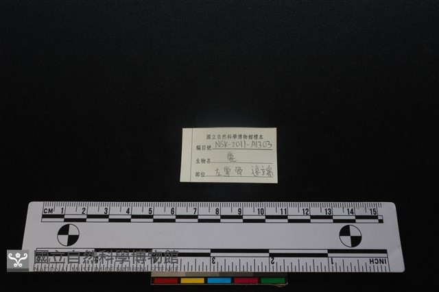 梅花鹿骨藏品圖，第3張