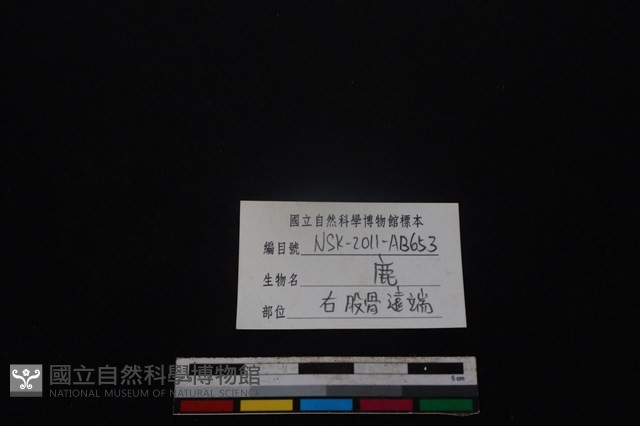 梅花鹿骨藏品圖，第3張