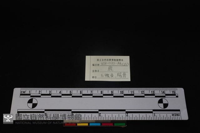 梅花鹿骨藏品圖，第3張