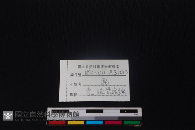 梅花鹿骨藏品圖，第3張