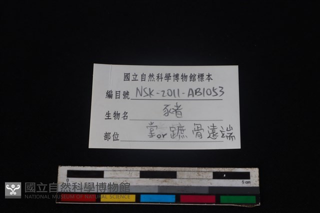 豬骨藏品圖，第3張