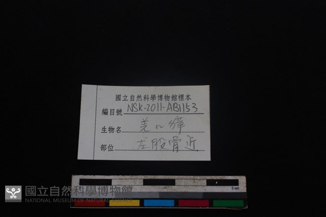 鹿科骨藏品圖，第3張