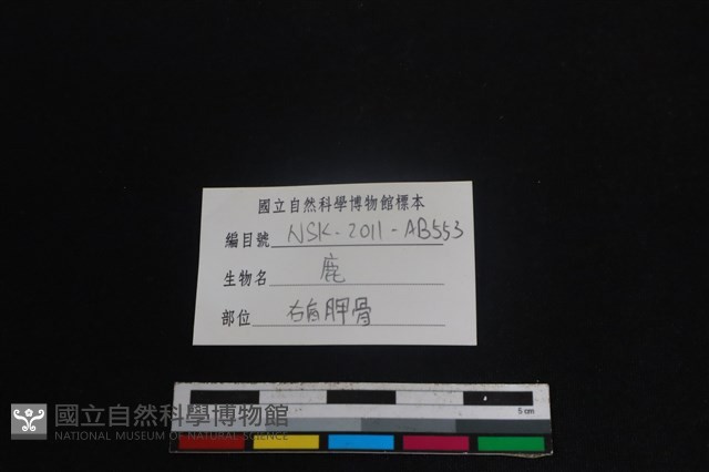 梅花鹿骨藏品圖，第3張
