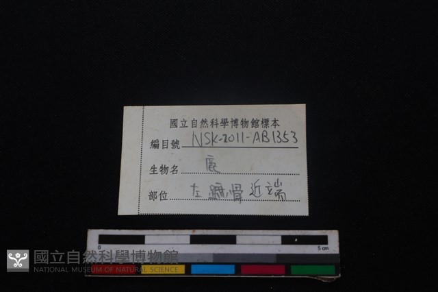 梅花鹿骨藏品圖，第3張