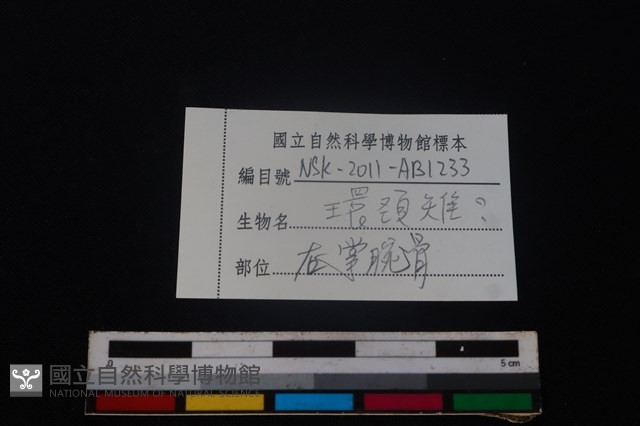環頸雉骨藏品圖，第3張