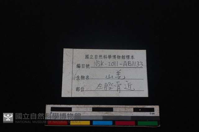 山羌骨藏品圖，第3張
