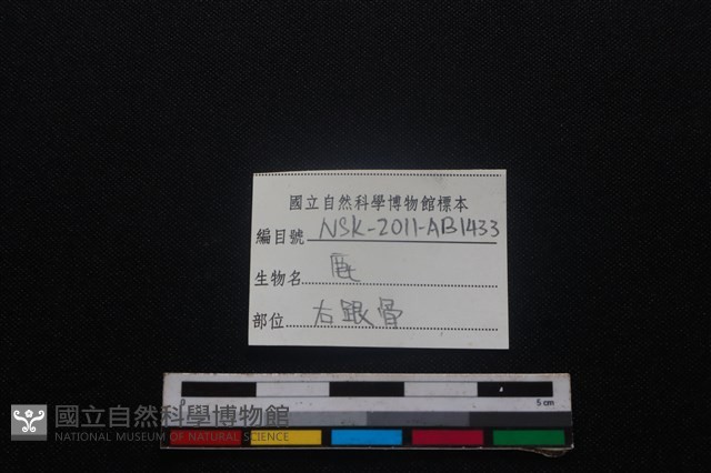 梅花鹿骨藏品圖，第3張
