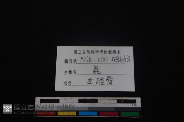 梅花鹿骨藏品圖，第3張
