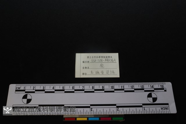梅花鹿骨藏品圖，第3張