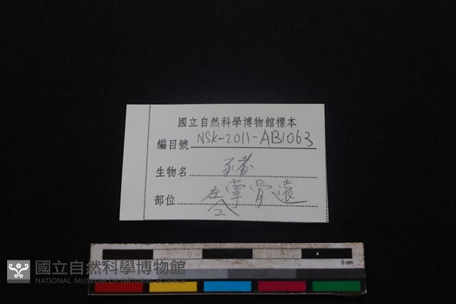 豬骨藏品圖，第3張