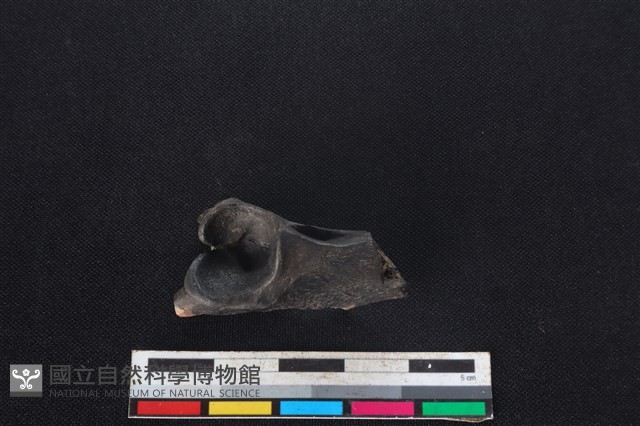 山羌骨藏品圖，第3張