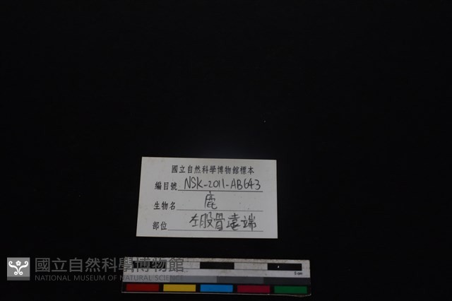 梅花鹿骨藏品圖，第3張