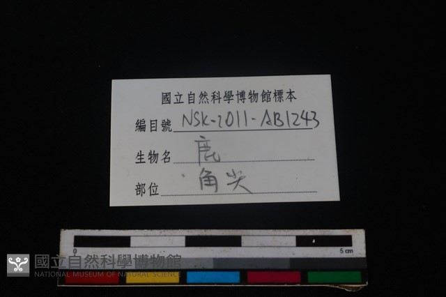梅花鹿骨藏品圖，第3張