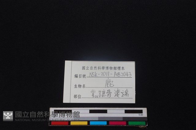 梅花鹿骨藏品圖，第3張