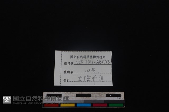 山羌骨藏品圖，第3張
