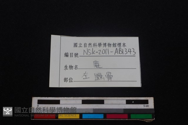 梅花鹿骨藏品圖，第3張