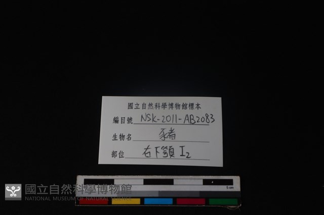 豬骨藏品圖，第3張