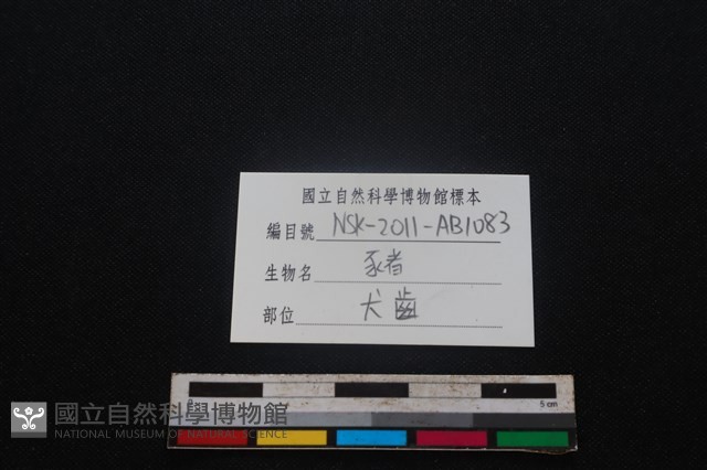 豬骨藏品圖，第3張