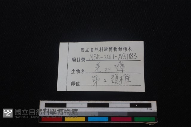 鹿科骨藏品圖，第3張