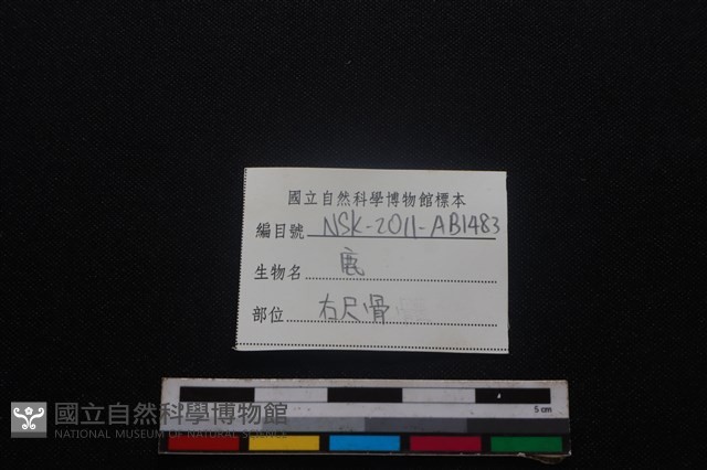 梅花鹿骨藏品圖，第3張