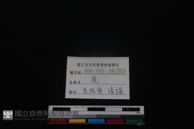 梅花鹿骨藏品圖，第3張