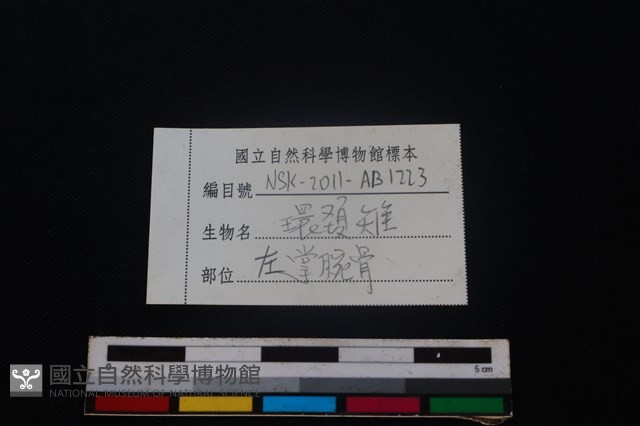 環頸雉骨藏品圖，第3張