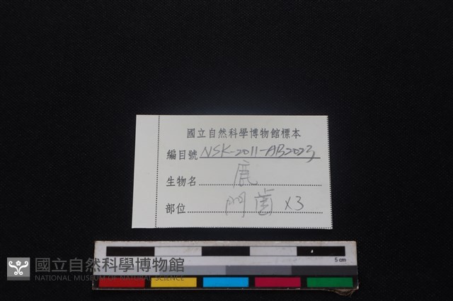梅花鹿骨藏品圖，第3張