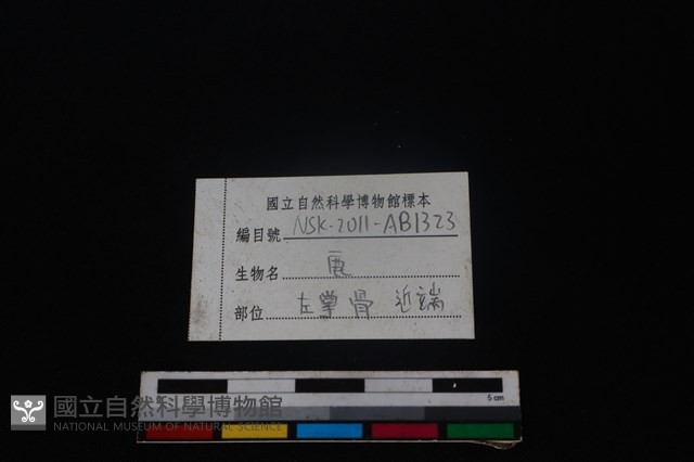 梅花鹿骨藏品圖，第3張