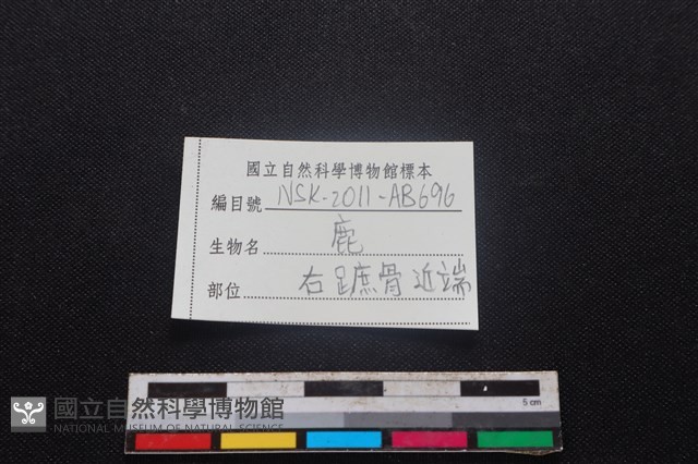 梅花鹿骨藏品圖，第3張