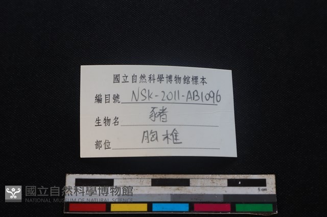 豬骨藏品圖，第3張