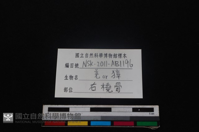 鹿科骨藏品圖，第3張