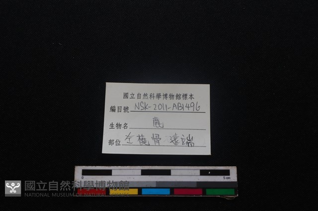 梅花鹿骨藏品圖，第3張