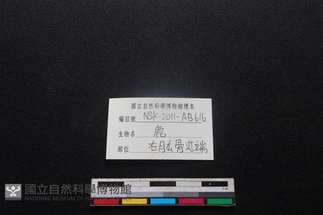 梅花鹿骨藏品圖，第3張