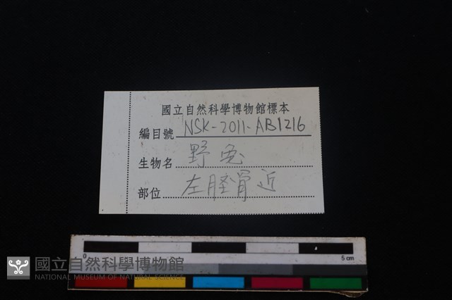 野兔骨藏品圖，第3張